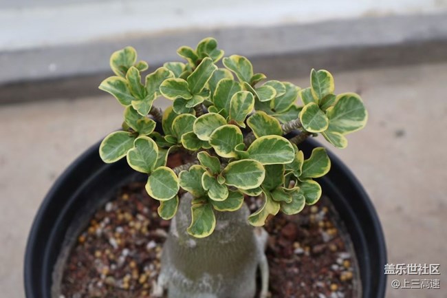 【折疊屏手機陪伴的五一】植物園