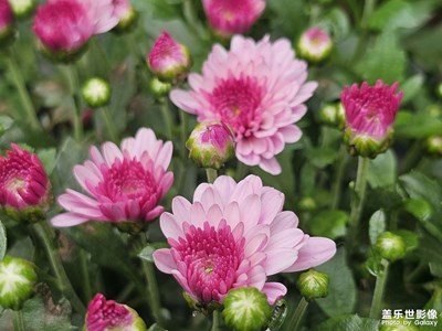 【小長假美拍分享】假日賞花