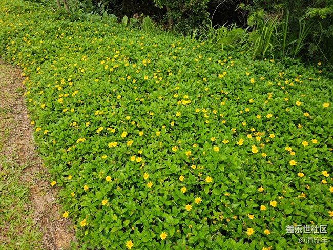 【五一趣拍分享】綠色草地