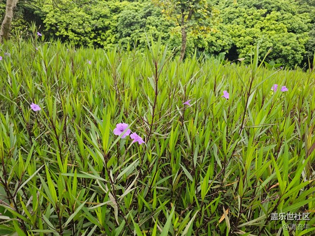 【五一趣拍分享】綠色草地
