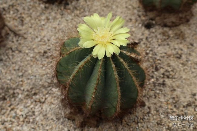 【折疊屏手機陪伴的五一】植物園