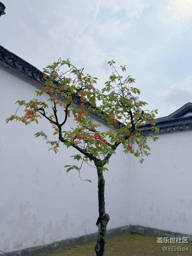 【五一風(fēng)光】拙政園