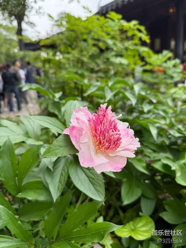 【五一風(fēng)光】拙政園