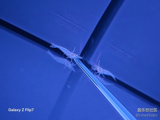 用Galaxy Z Flip7隨手拍，被北京的春天治愈了??