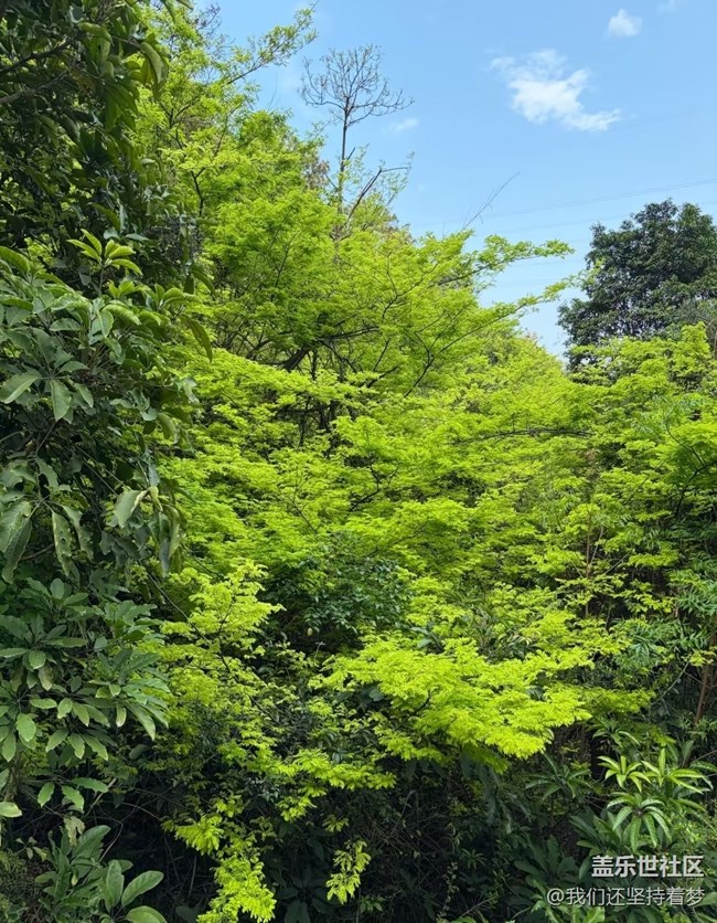 【山野尋幽】夏初登山