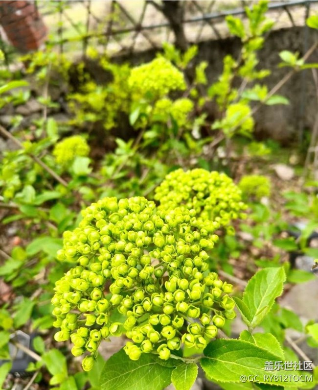 【山野尋幽】看花