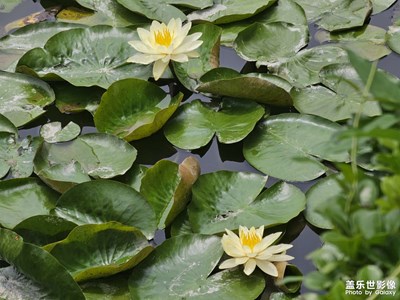 【初夏拾光】蓮花