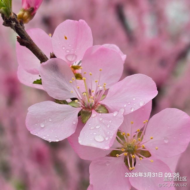 公園雜拍之桃花朵朵開(kāi)