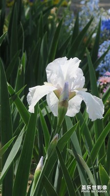 鳶尾花