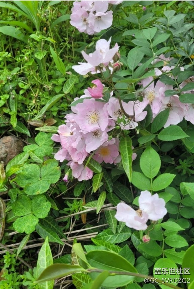 【山野尋幽】花開茂盛
