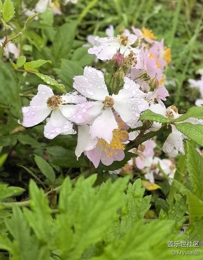 【山野尋幽】野薔薇