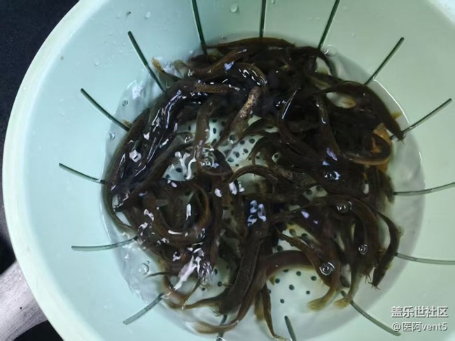 【春末集鮮】泥鰍湯