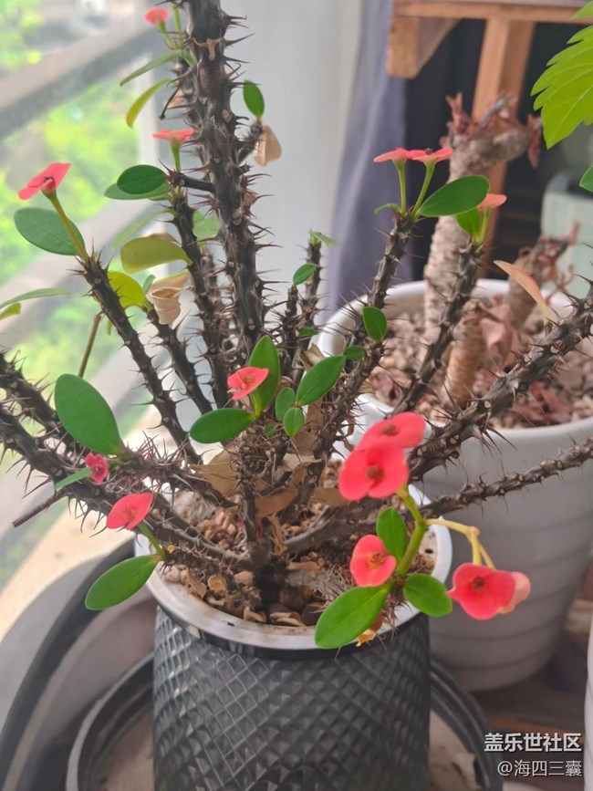 【山野尋幽】開(kāi)花