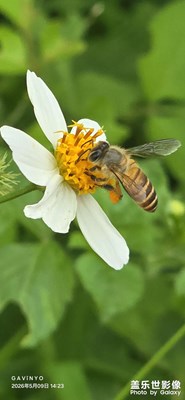 【初夏拾光】花間小憩釀蜜忙