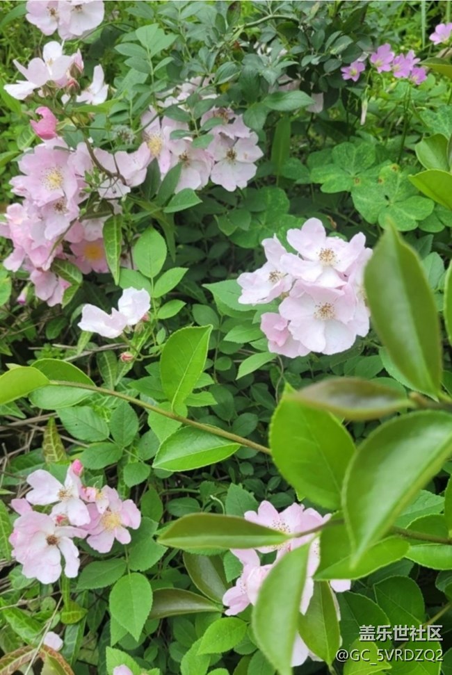 【山野尋幽】花開茂盛