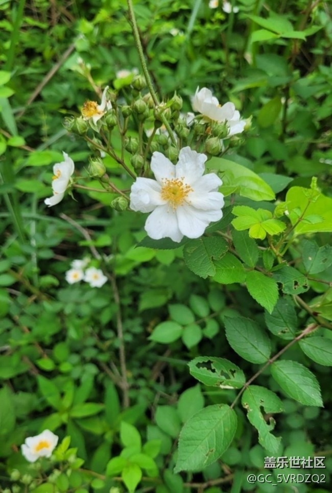 【山野尋幽】花開茂盛