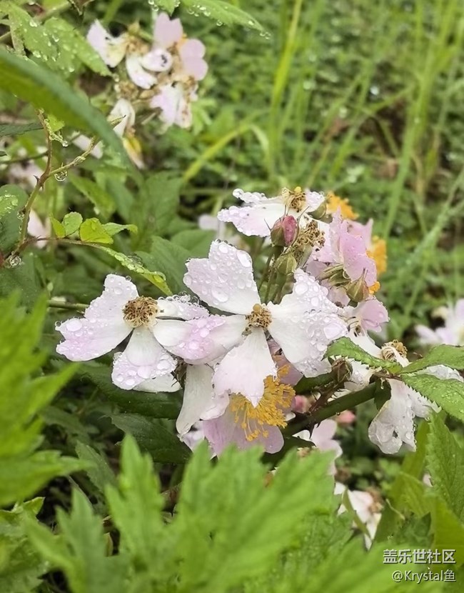 【山野尋幽】野薔薇