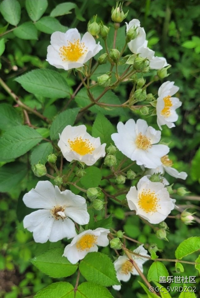 【山野尋幽】花開茂盛