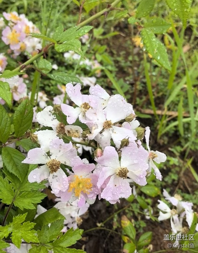 【山野尋幽】野薔薇