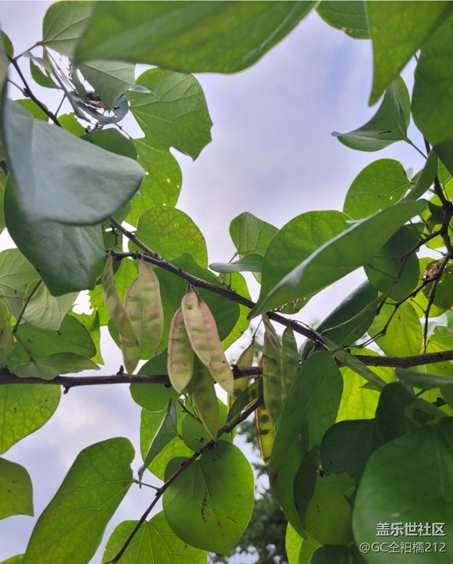 【山野尋幽】豆樹