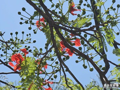 【初夏拾光】初夏隨拍