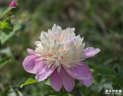 【初夏拾光】芍藥