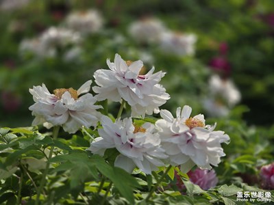 牡丹花