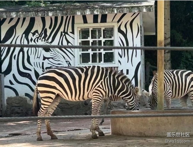 【山野尋幽】動物園