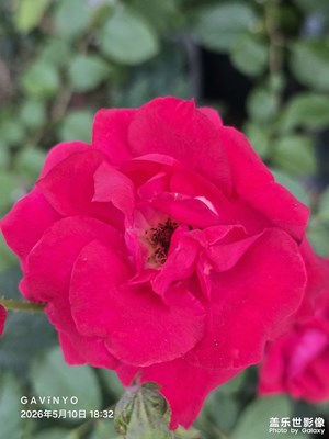 【初夏拾光】玫瑰花開正盛時(shí)