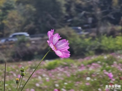 S23U長焦下的一些特寫