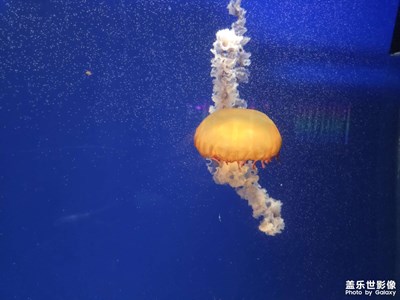 【初夏拾光】+海洋館