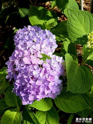 繡球花