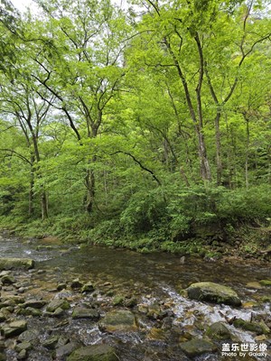 天然氧吧張家界國(guó)家森林公園