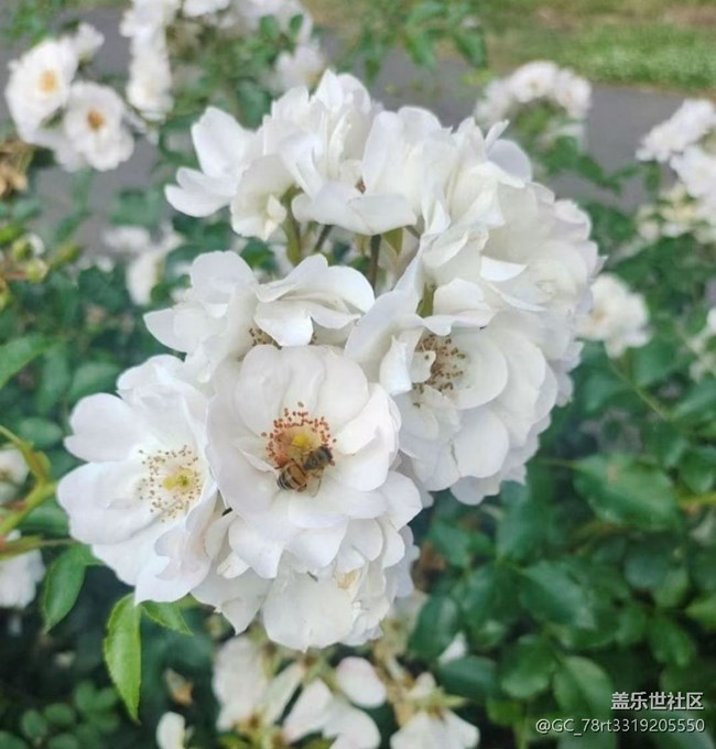 【山野尋幽】去賞花