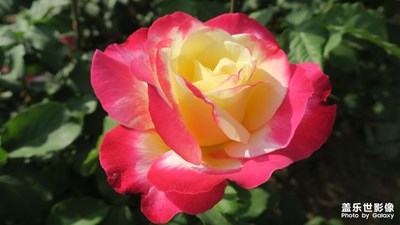 月季花