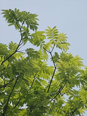 【初夏拾光】夏日炎炎