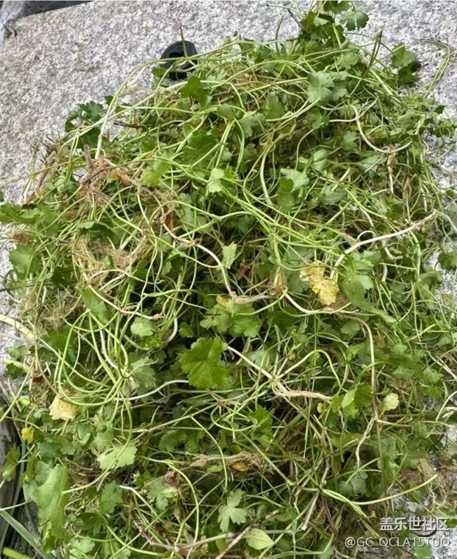 【初夏食味】野菜飯