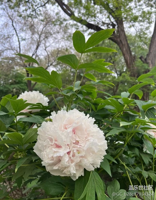 【春夏之旅】百花爭(zhēng)艷