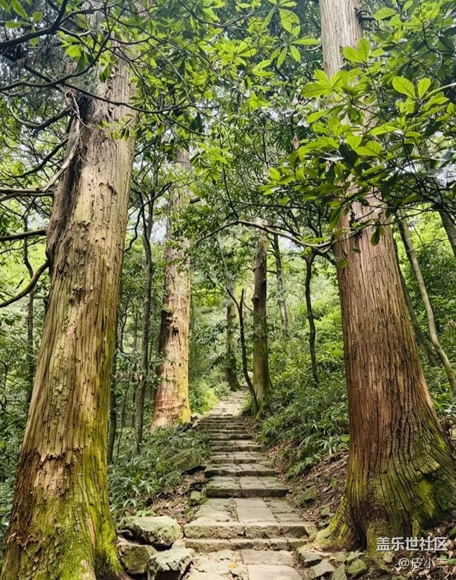 【春夏之旅】西天目山