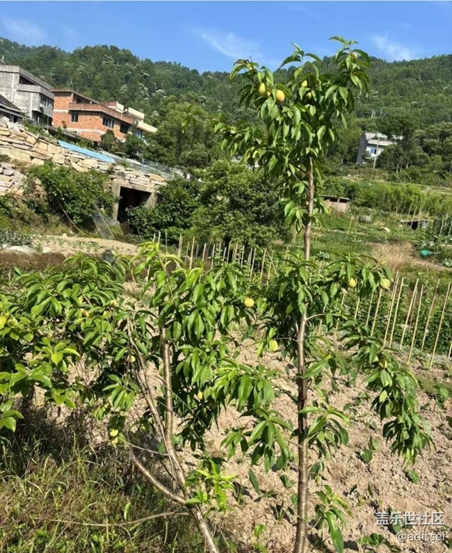 【春夏之旅】種桃