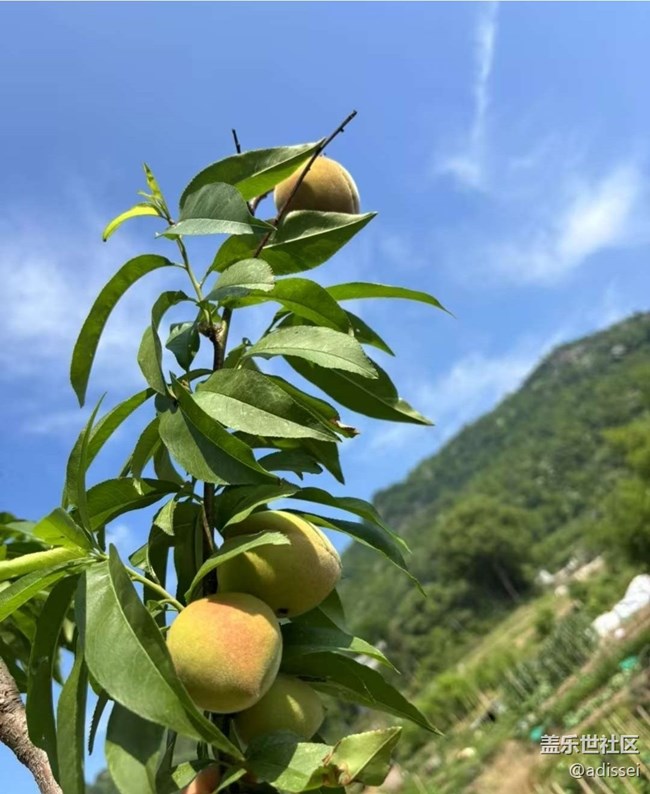 【春夏之旅】種桃