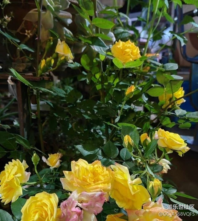 【春夏之旅】賞花