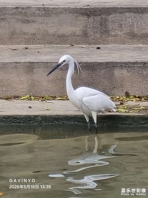 【光影留痕】水岸·白影