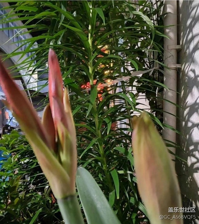 【春夏之旅】賞花