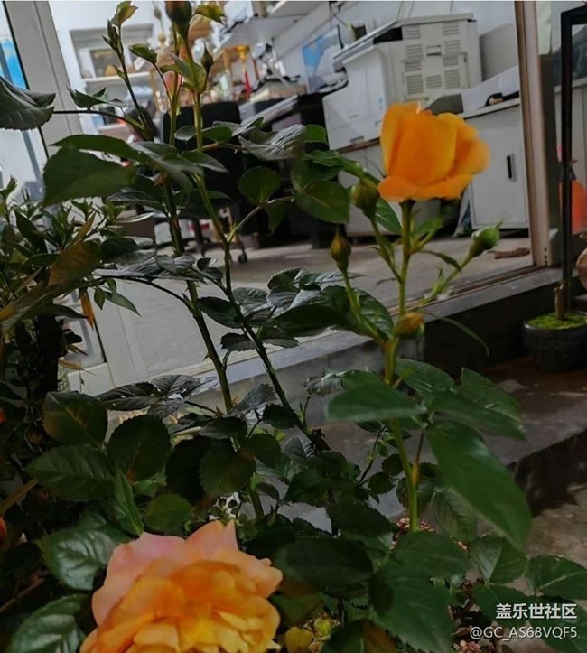 【春夏之旅】賞花