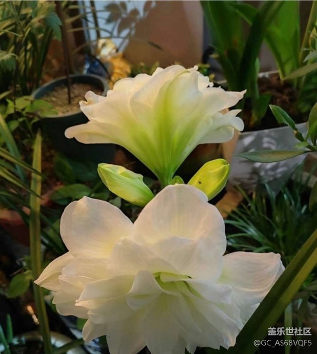 【春夏之旅】賞花