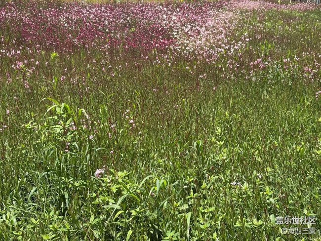 【春夏之旅】繁花