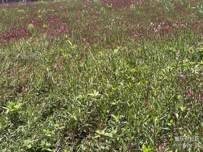 【春夏之旅】繁花