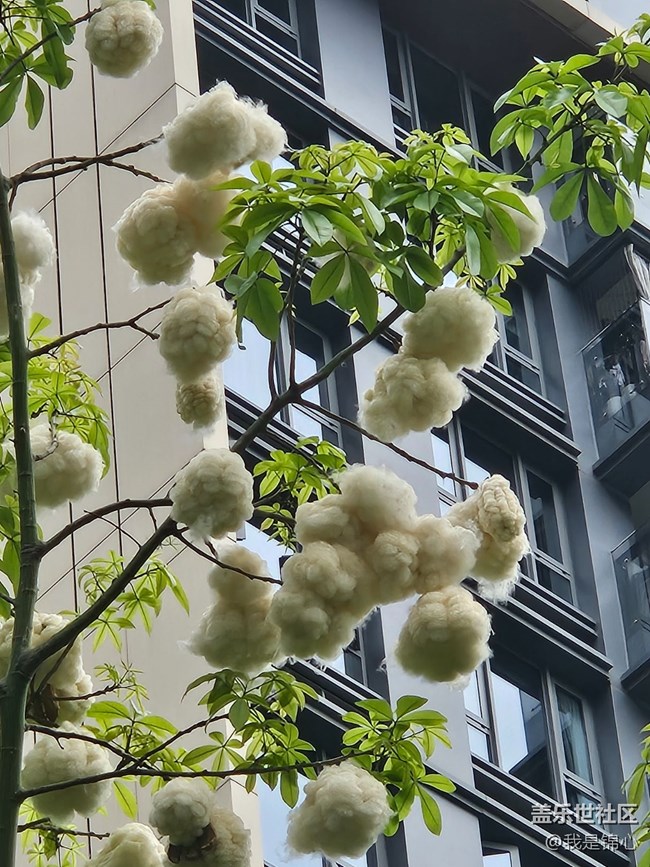 【春夏之旅】木棉來啦