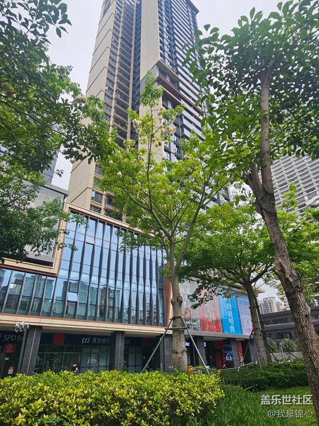 【春夏之旅】木棉來啦